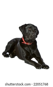 Handsome Black Labrador Lying Down