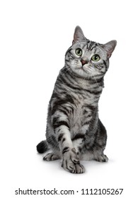 Handsome black silver tabby British Shorthair cat sitting / playing with one paw lifted isolated on white background and looking up