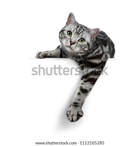 Handsome black silver tabby British Shorthair cat laying down / hanging over edge isolated on white background and looking straight in the lens