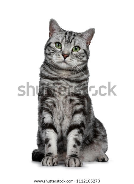 Handsome Black Silver Tabby British Shorthair Stock Photo Edit