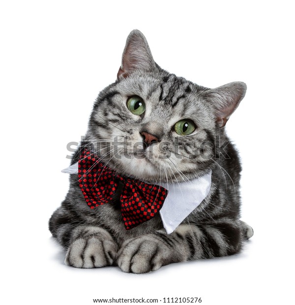 Handsome Black Silver Tabby British Shorthair Stock Photo Edit