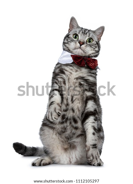 Handsome Black Silver Tabby British Shorthair Stock Photo Edit