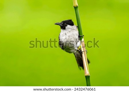 A handsome black and white bird perched on a green bamboo stem. This bird has sharp eyes and beautiful feathers. The background is full of fresh and soothing green leaves.