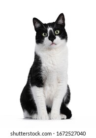 Handsome Black And White House Cat Sitting Up Facing Front. Looking Straight Ahead With Green Eyes. Isolated On White Background.