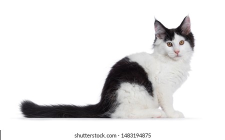 Cat Long Tail Hd Stock Images Shutterstock