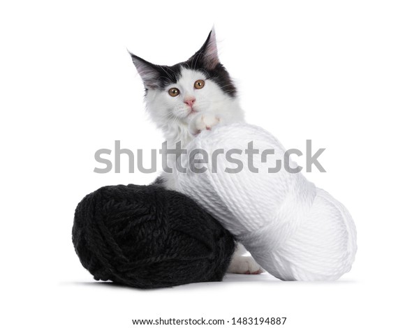 Handsome Black White Maine Coon Cat Stock Photo Edit Now 1483194887