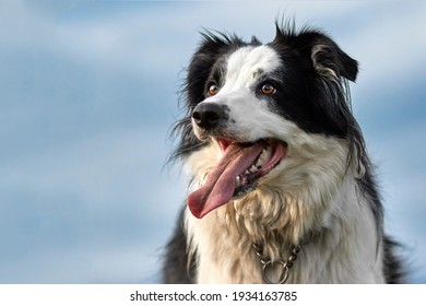Handsome Border Collie sheep dog - Close up headshot against blue sky