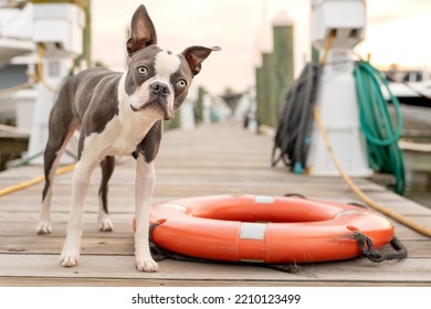 Handsome Boston Terrier Puppy Stands On Marina Dock With Red Life Preserver