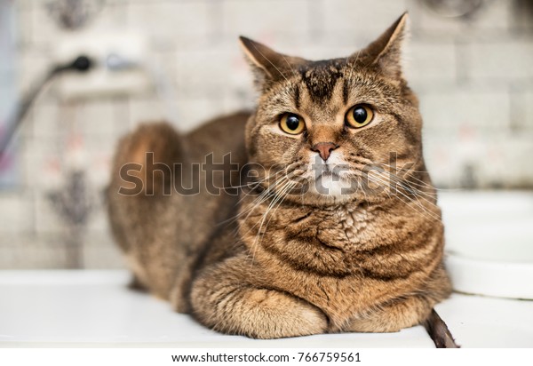 Handsome British Shorthair Fat Cat Looks Stock Photo Edit Now