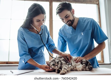 Stock Photo Veterinary Technician