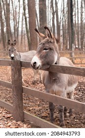 A Handsome Donkey Stands By The Fence. Stubborn Animal