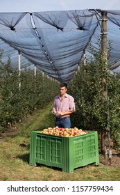 Handsome farmer with tablet standing beside large plastic crate full of apples in modern orchard