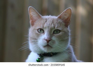 Handsome flame-point Siamese cross cat