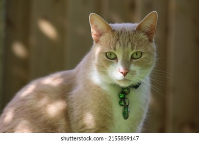 Handsome flame-point Siamese cross cat