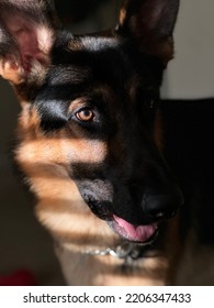 Handsome German Shepherd Dog And Mini Poodle