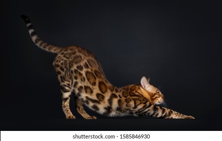 Handsome golden brown spotted young adut Bengal cat, standing side ways fully stretching. Looking straight ahead. Isolated on black background. Tail up.