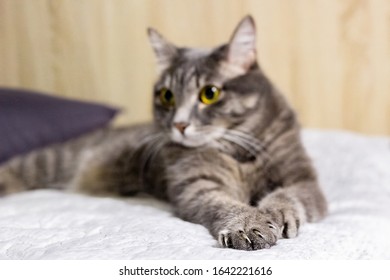 British Shorthair Silver Tabby Cat Photos 1 740 British