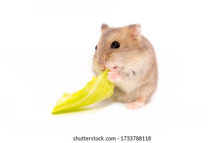 A Handsome Hamster Isolated On A White Background. Exotic Pet. Mouse Rodent Pest. Eats Dried Fruits And Seeds