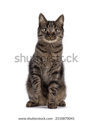 Handsome house cat with tabby pattern, sitting up facing front One paw playful lifted. Looking straight to camera. Isolated on a white background.