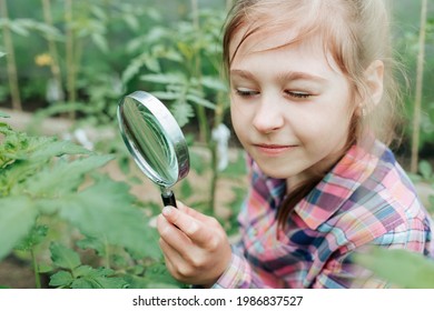 Handsome Kid Girl Naturalist Scientist Explores Plant Life And Insect Life With Magnifying Glass. Botanical Scientist. Surveying Of Botanists. Child Studying Plants In The Greenhouse