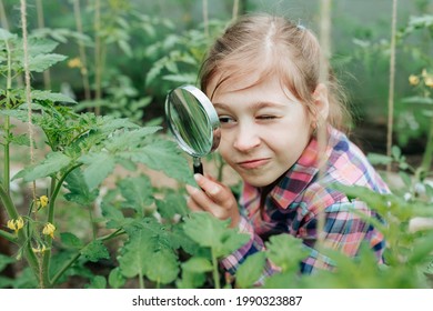 Handsome Kid Girl Naturalist Scientist Explores Plant Life And Insect Life With Magnifying Glass. Botanical Scientist. Surveying Of Botanists. Child Studying Plants In The Greenhouse