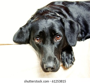 Handsome Labrador - Powered by Shutterstock