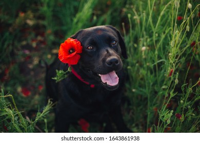 Handsome Labrador Poppy Flower Black Dog Stock Photo 1643861938 ...