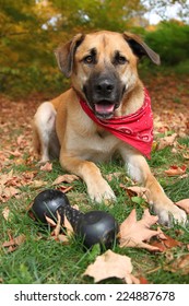 Handsome Large Mixed Retriever, Shepherd Breed Dog, Sitting On An Autumn Background With His Toy