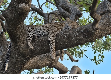 handsome leopard resting peacefully on a tree branch with eyes closed and legs dangling in the wild serengeti national park, tanzania - Powered by Shutterstock