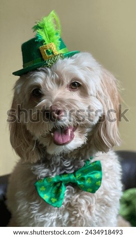 handsome light tan colored cockapoo Leo is Irish and ready to celebrate with his wee little green hat and bowtie smiling and sitting in different poses on a leather couch with light wall background 