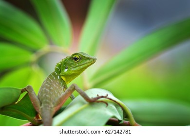 412 Handsome Lizard Images, Stock Photos & Vectors | Shutterstock