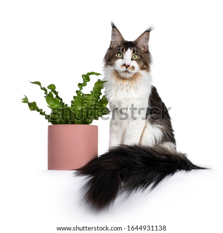 Handsome Maine Coon cat sitting  beside green plant in pink pot, looking towards camera. Isolated on white background. Tail curled around body. Stock photo © 