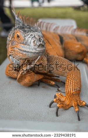 A handsome and majestic red iguana is sitting on a park bench