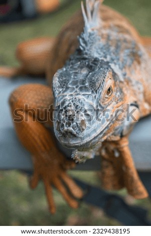 A handsome and majestic red iguana is sitting on a park bench