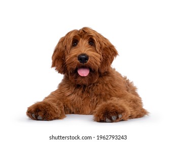 Handsome male apricot or red Australian Cobberdog aka Labradoodle, laying down facing front. Looking friendly to camera. Black nose, pink tongue out. Isolated on white background. - Shutterstock ID 1962793243