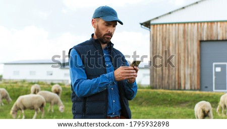 Handsome male Caucasian hands holding and texing message on smartpphone outdoors. Sheep at grazing pasture on background. 