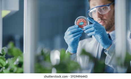 Handsome Male Microbiologist Examines Lab-Grown Cultured Vegan Meat Sample. Medical Scientist Working On Plant-Based Beef Substitute For Vegetarians In A Modern Food Science Laboratory.