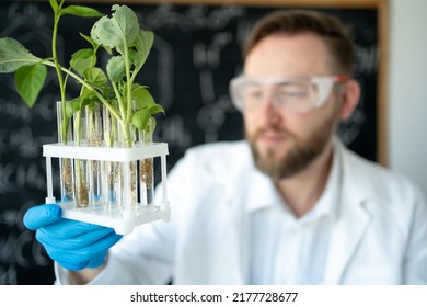 Handsome Male Microbiologist Looking At A Green Plant In A Test Tube. Laboratory Biologist Conducts Experiments. Medical Scientist Working In A Modern Science Laboratory