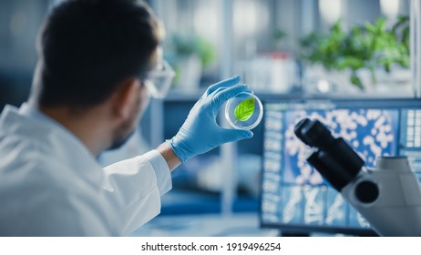 Handsome Male Microbiologist Looking at a Healthy Green Leaf Sample. Medical Scientist Working in a Modern Food Science Laboratory with Advanced Technology Microscopes and Computers. - Powered by Shutterstock