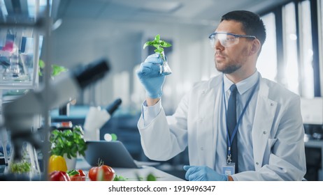 Handsome Male Microbiologist Looking at a Healthy Green Plant in a Sample Flask. Medical Scientist Working in a Modern Food Science Laboratory with Advanced Technology Microscopes and Computers. - Powered by Shutterstock