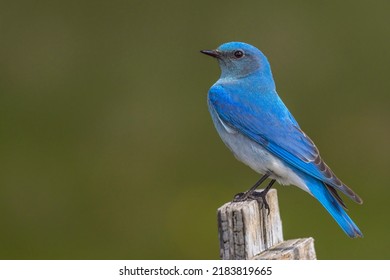 A handsome male mountain bluebird perches on a nest box before resuming its hunt for insects for its babies. The cow pasture in the background provides a good source of food for the family. - Shutterstock ID 2183819665