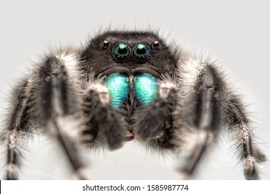 Handsome Male Phidippus Audax, Bold Jumping Spider, With His Bright Green Chelicerae