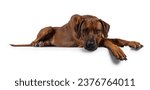 Handsome male Rhodesian Ridgeback dog, laying down side ways with head and paws over edge. Looking straight towards camera. Isolated on a white background.