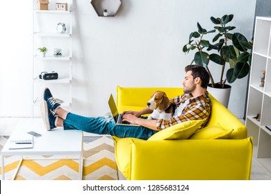 handsome man using laptop on yellow sofa with beagle dog in living room - Powered by Shutterstock