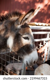 A Handsome Mule Excited For Visitors At A Rural Small Town Fall Festival. 