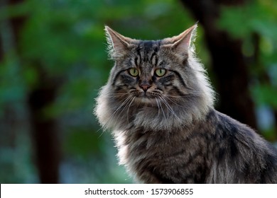 Handsome Norwegian Forest Cat Male Looking Stock Photo (Edit Now ...