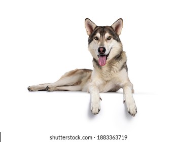 Handsome Purebred Tamaskan Wolf Dog, Laying Down Facing Front With Paws Over Edge. Looking Towards Camera With Light Yellow Eyes. Isolated On White Background. Mouth Open, Tongue Out.