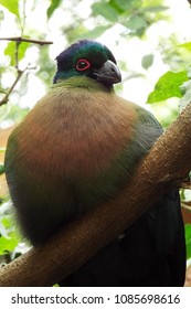 Handsome Purple Crested Turaco