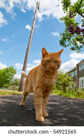 Handsome Red Tabby Cat Defending His Territory