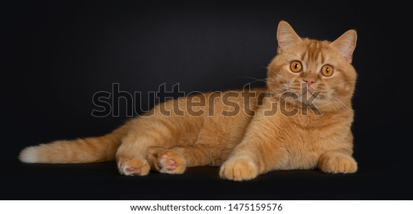 Handsome Red Young Adult British Shorthair Stock Photo Edit Now